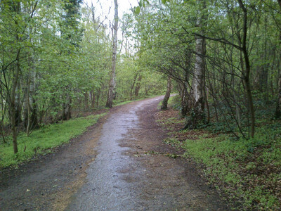 Stradina nel bosco