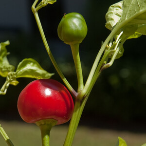 Peperoncino tondo