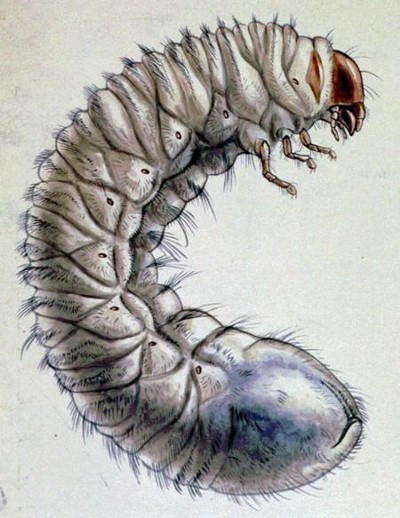 Larva di Maggiolino