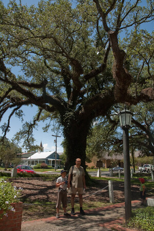 Evangeline Oak