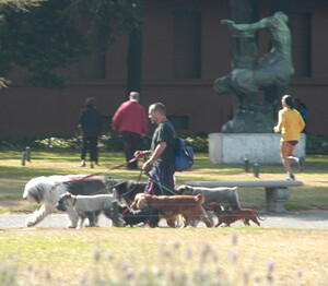 Passeggiatore di cani