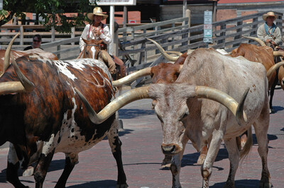Mucche longhorn
