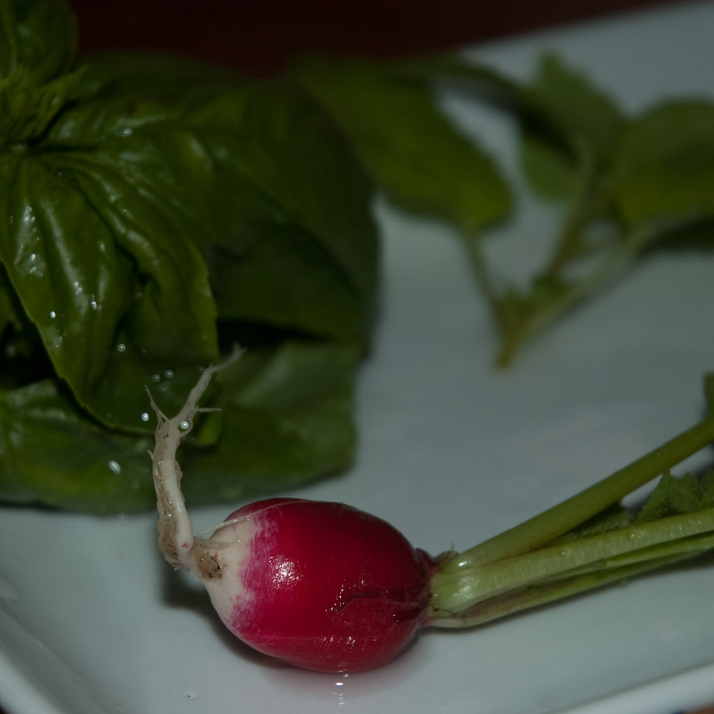 Questo rapanello era piccolo, ma buono. Rapanello, basilico, melissa.