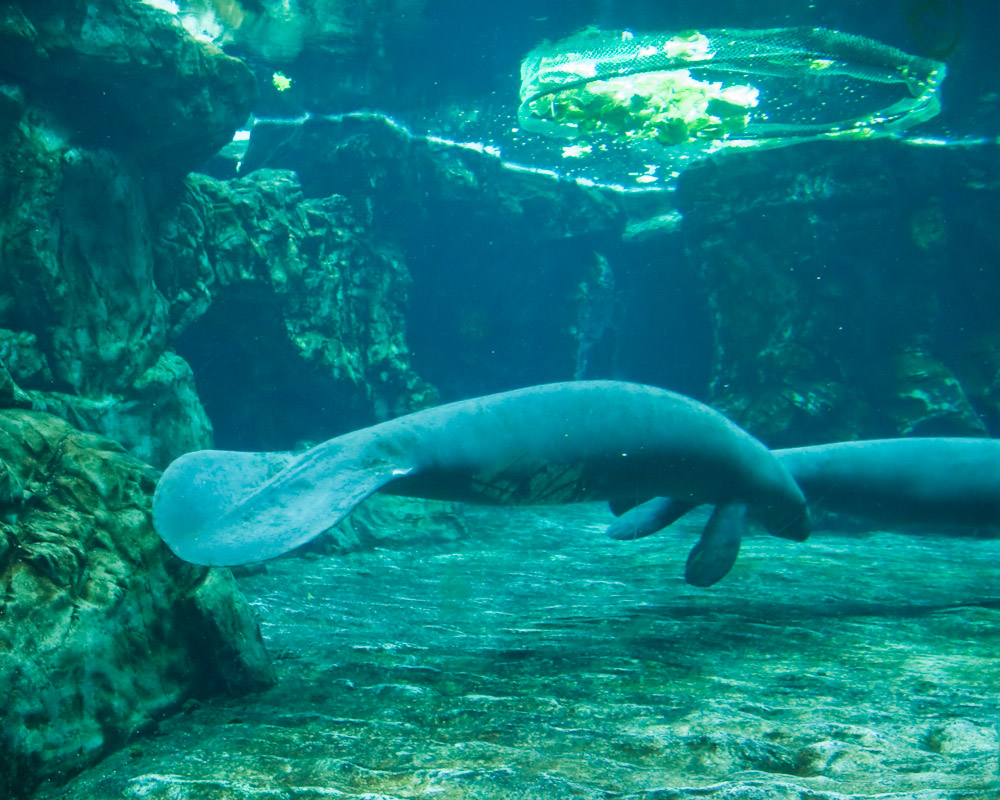 Lamantini all'Acquario di Genova Lamantini