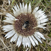 Carlina